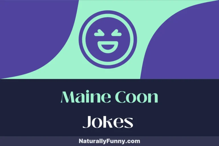 640 Maine Coon Jokes That Will Make Your Paws Pause